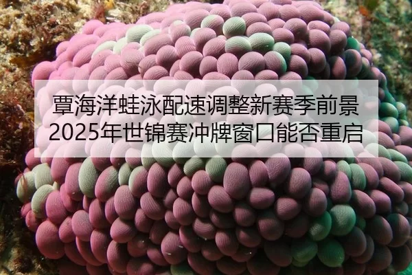 tan-hai-yang-wa-yong-pei-su-tiao-zheng-xin-sai-ji-qian-jing-nian-shi-jin-sai-chong-pai-chuang-kou-neng-fou-chong-qi-2-191.jpg